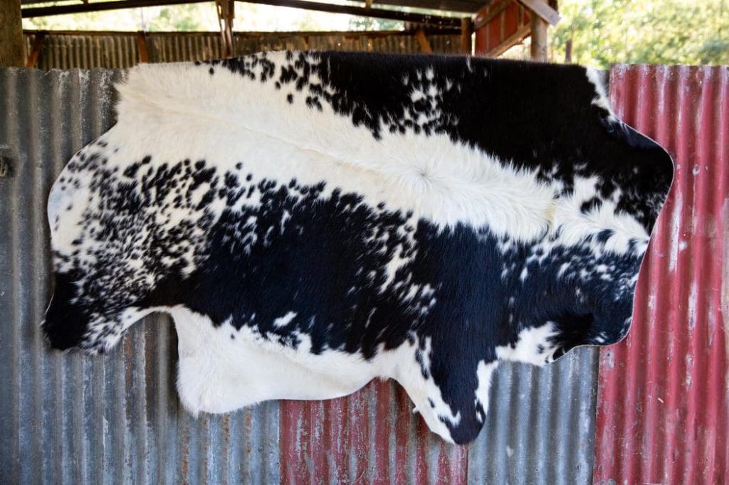 Speckle Park Cow Hide - Option 1
