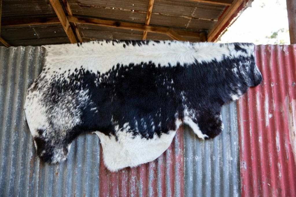 Speckle Park Cow Hide - Option 2